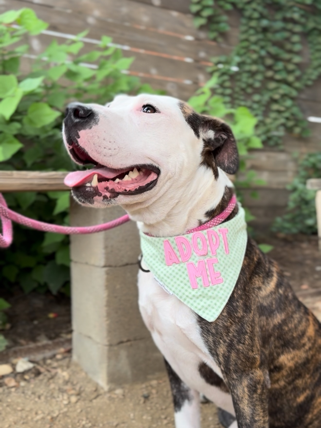 three legged dog on leash