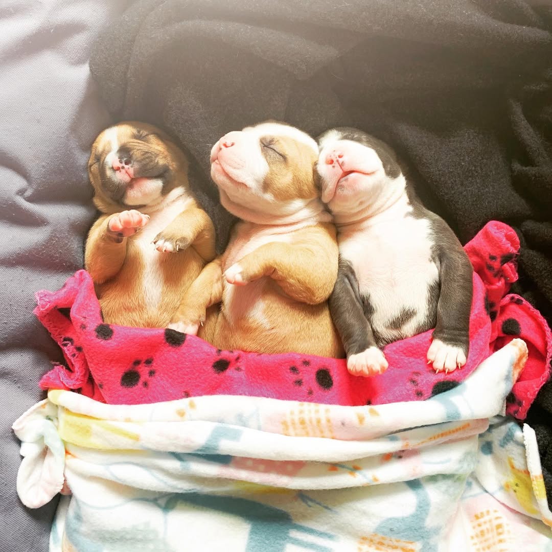 three newborn puppies