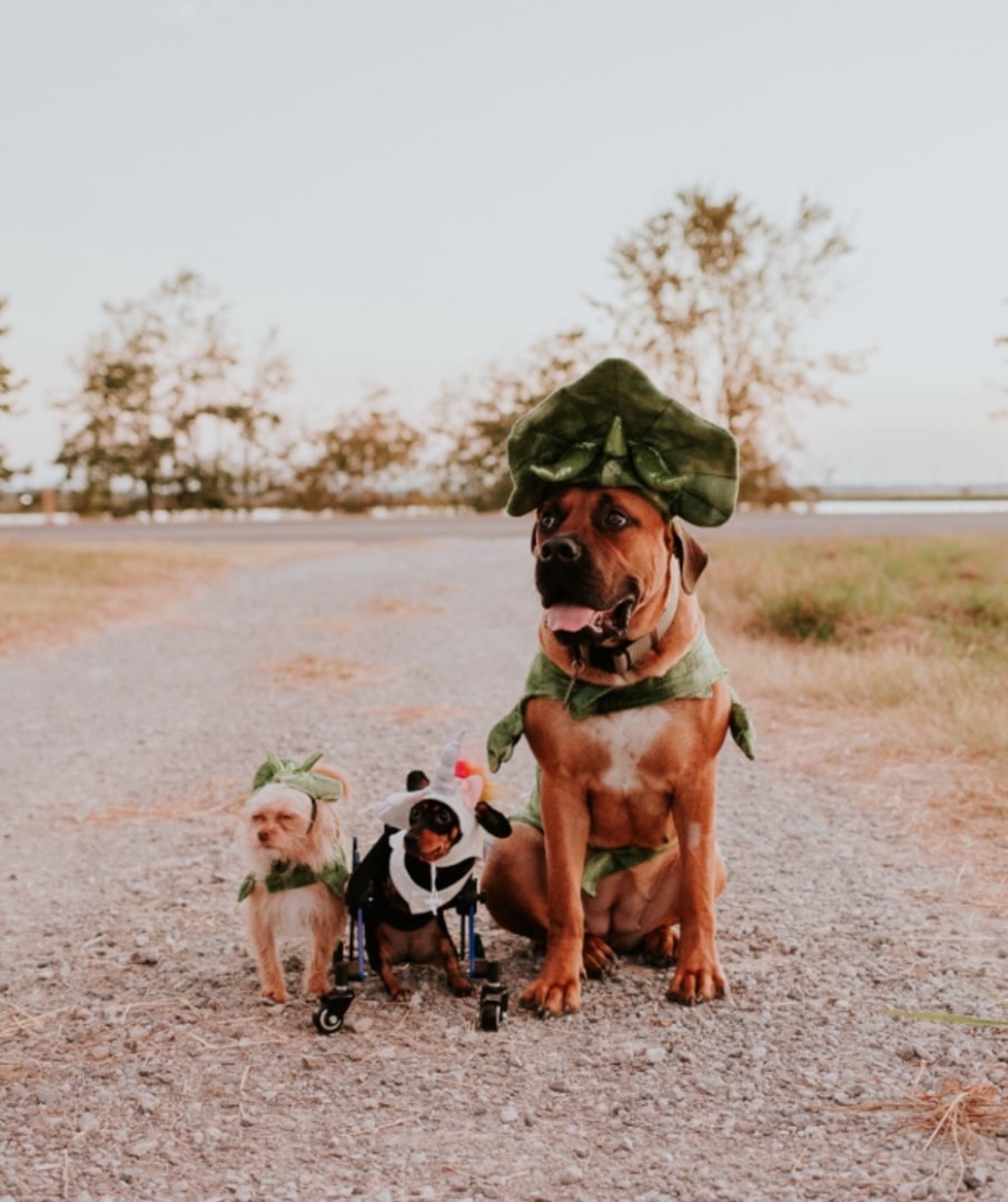 three puppies in costumes