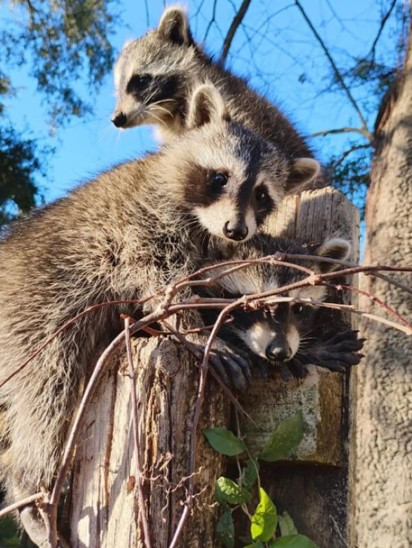 three raccoons are sitting in a tree