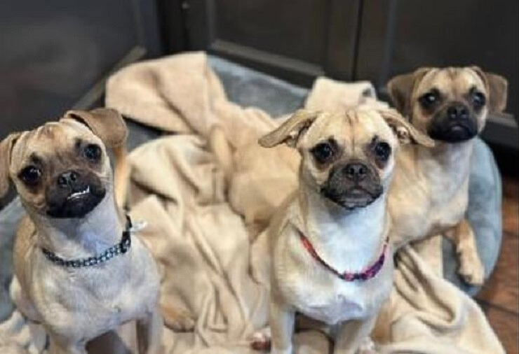 three sweet pugs