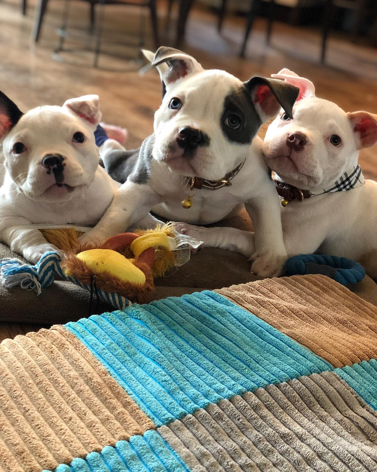 three white puppies