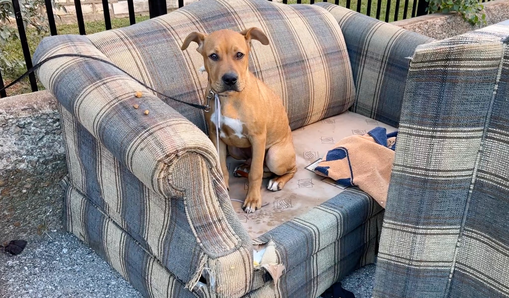 tied dog sitting on sofa