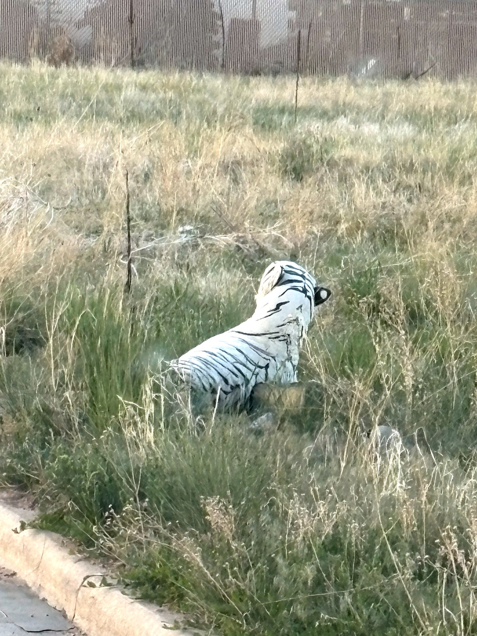 tiger toy on roadside