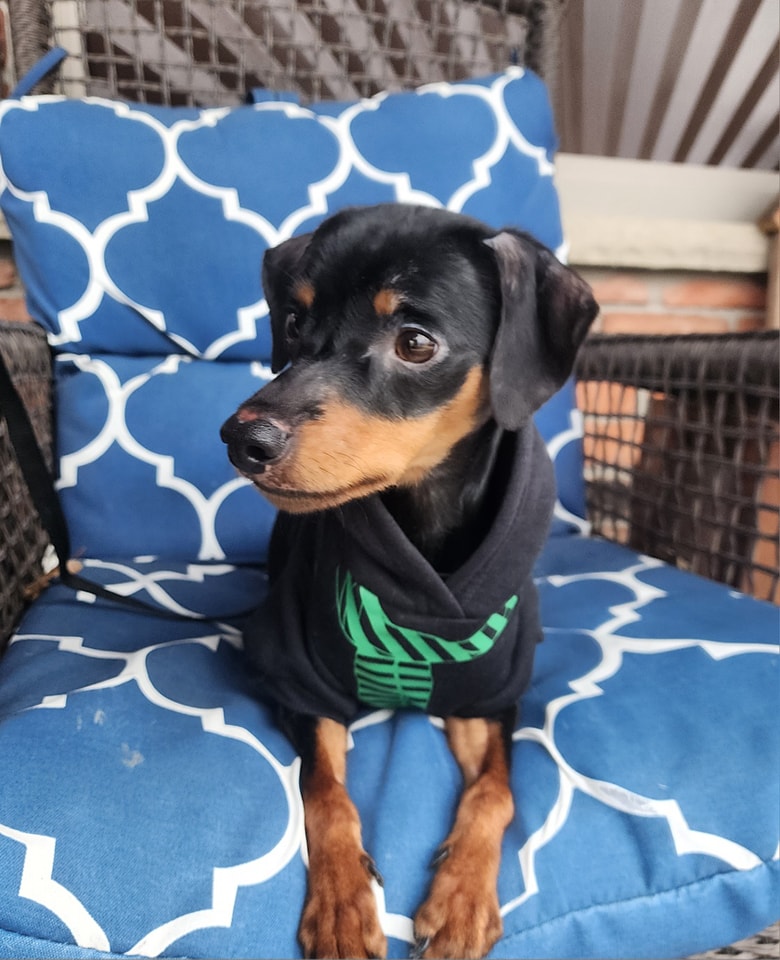 tiny black puppy laying down