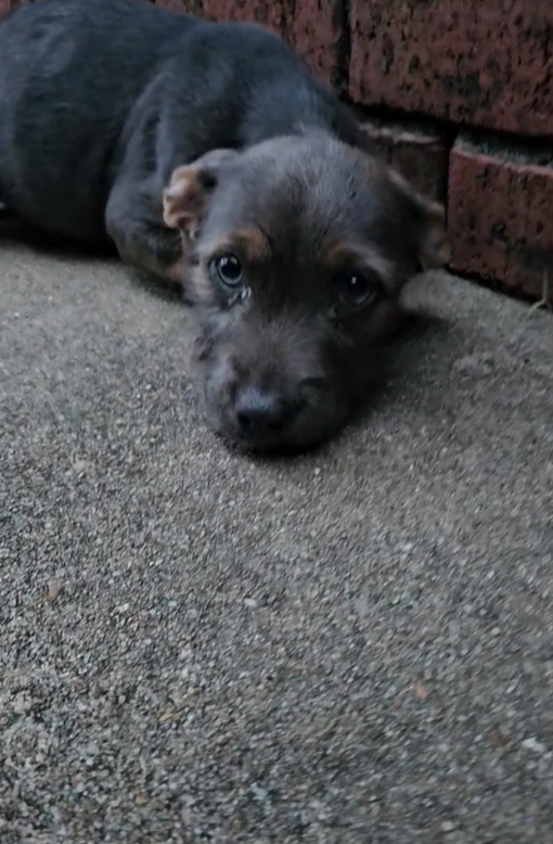 tiny black puppy