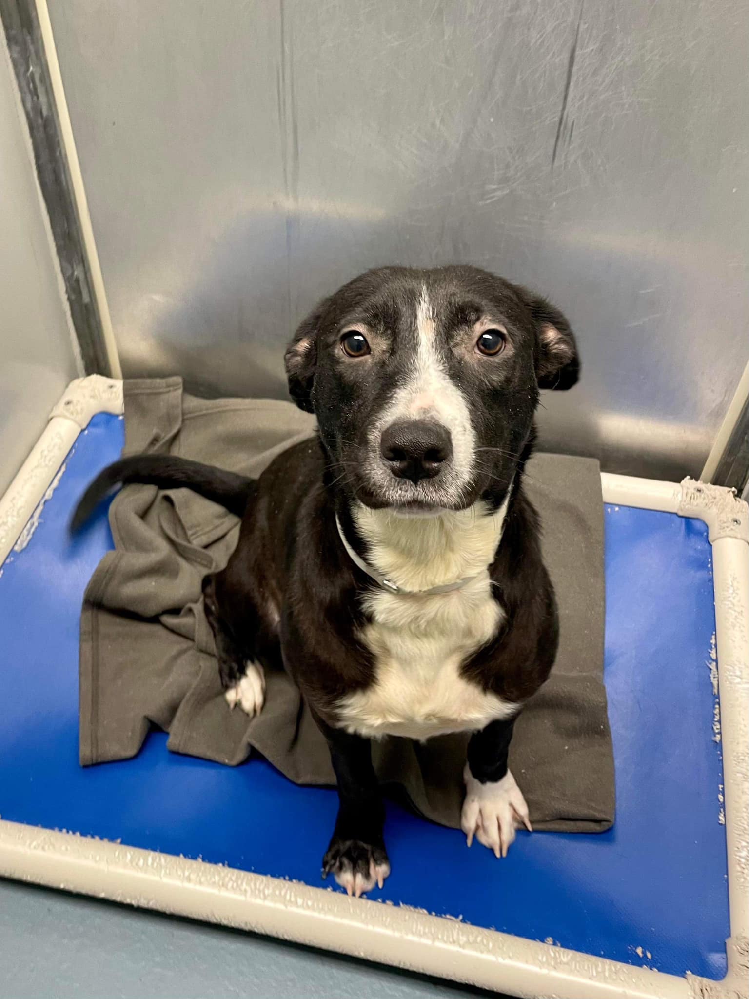 tiny black shelter dog