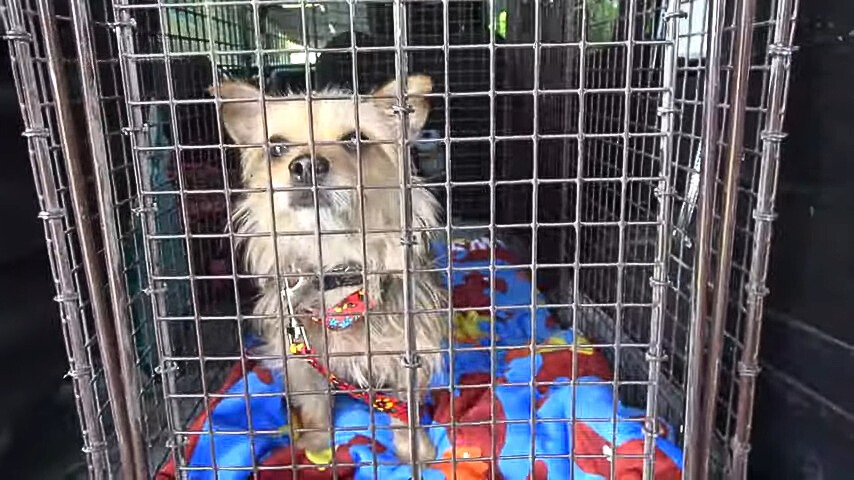 tiny dog in crate