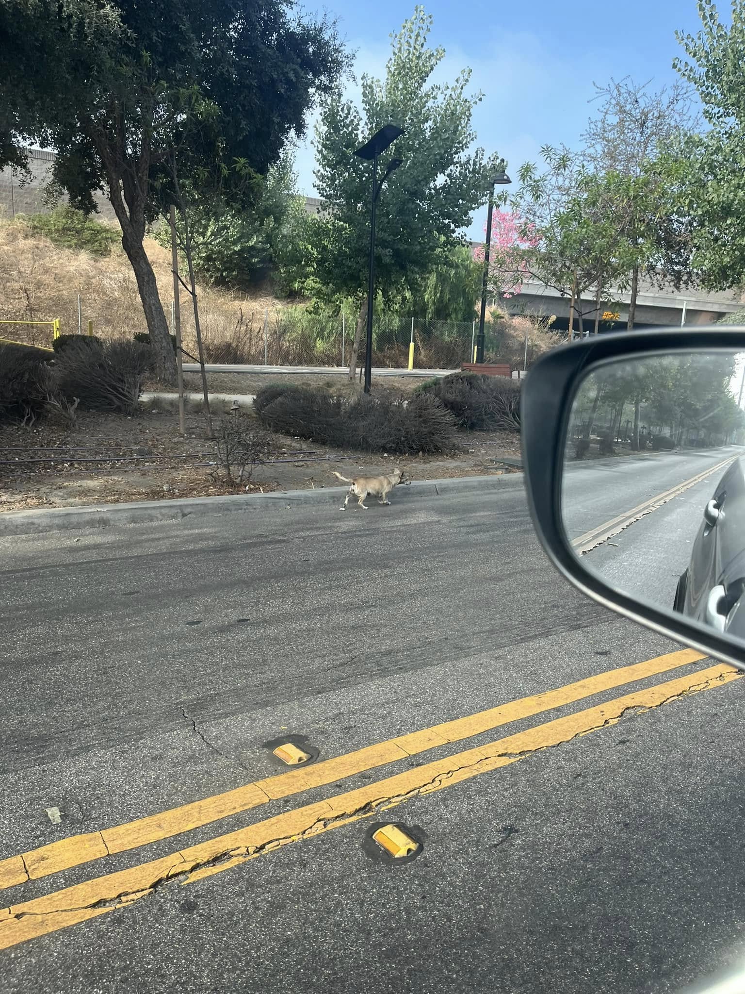 tiny dog on road