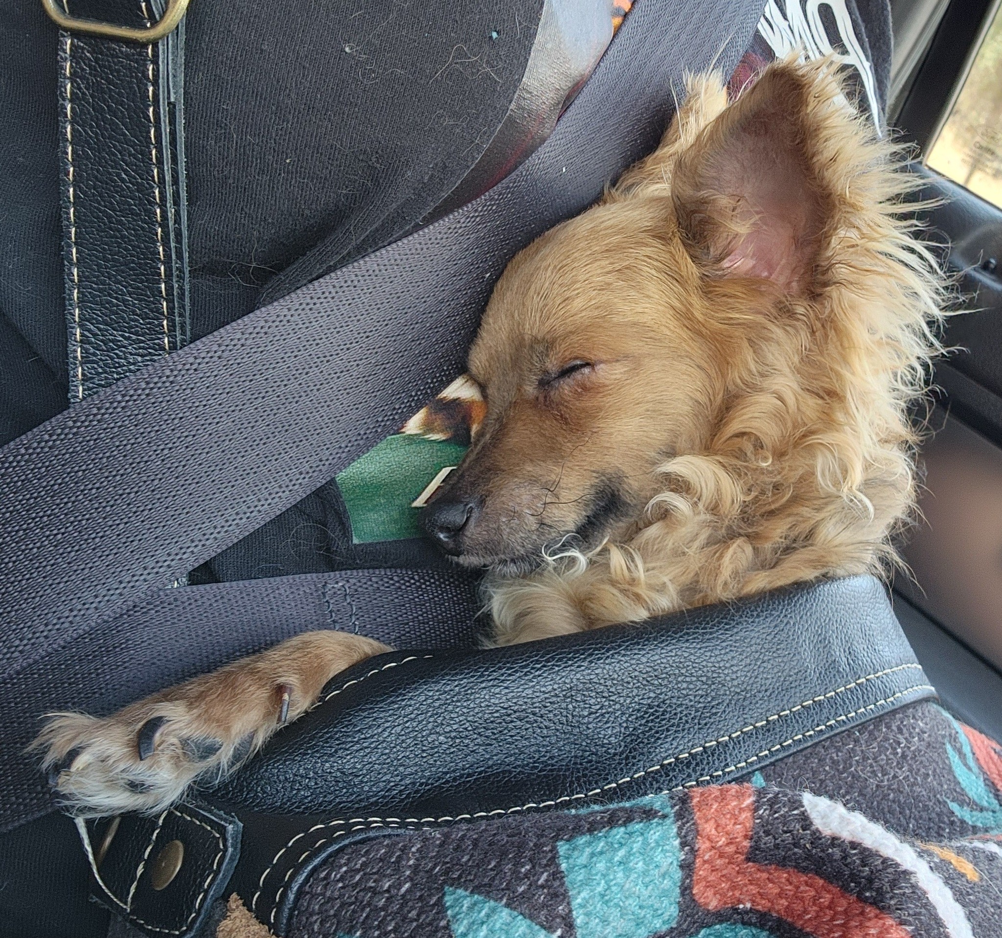 tiny dog sleeping
