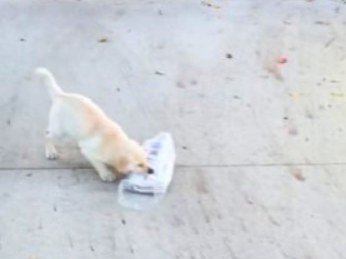 tiny dog with paper in mouth