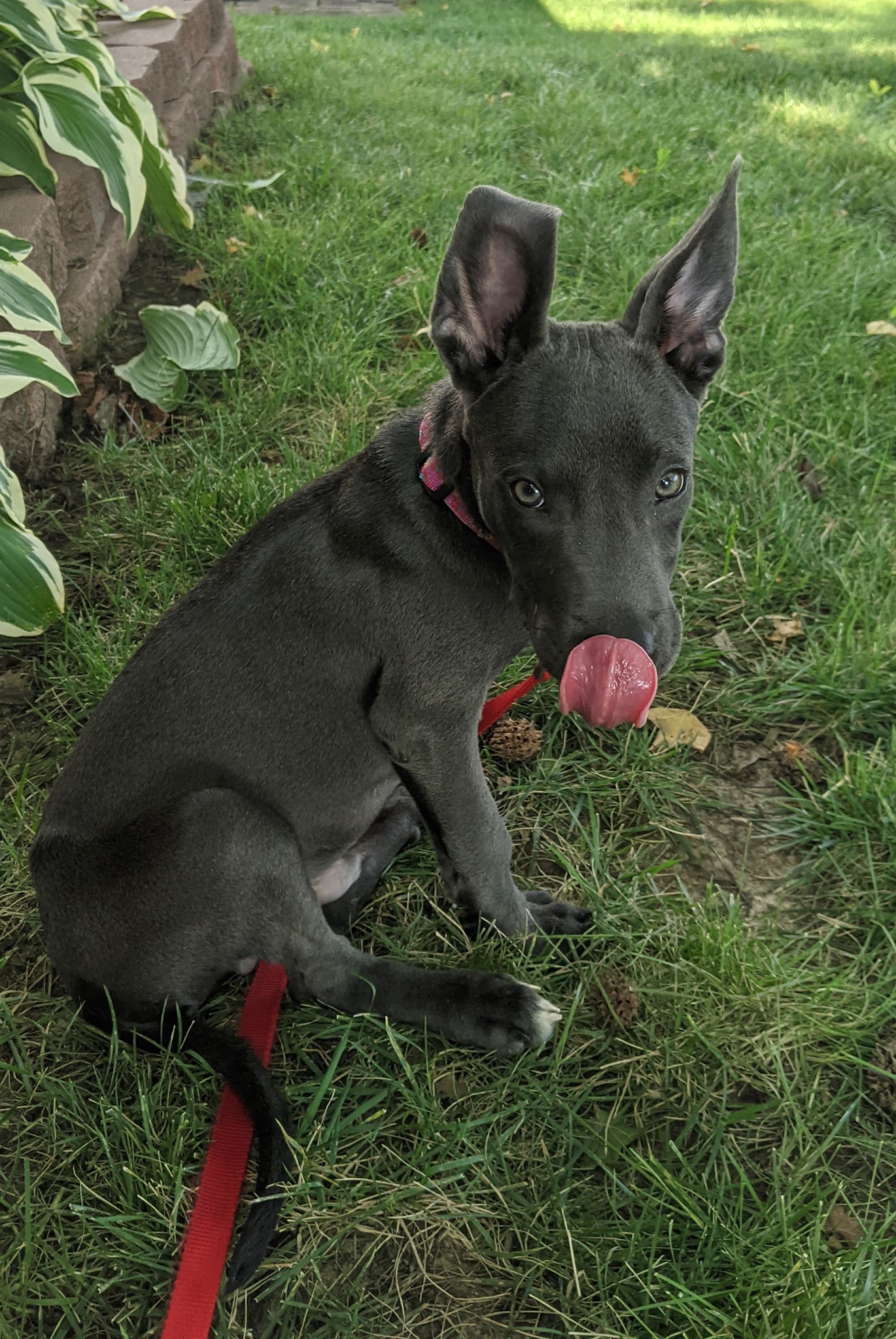 tiny gray puppy on leash