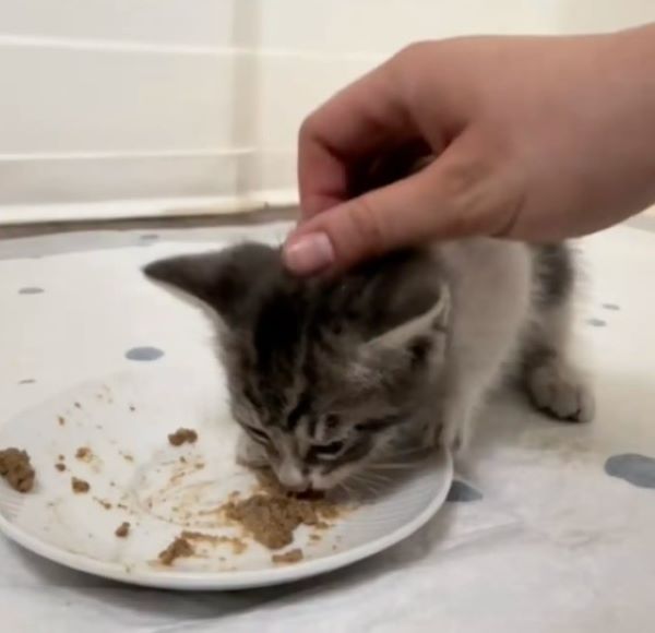 tiny kitten eating