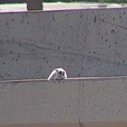 tiny kitten stuck on highway