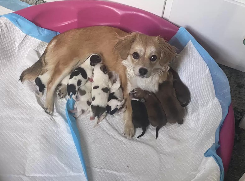 tiny mother dog feeding a puppies