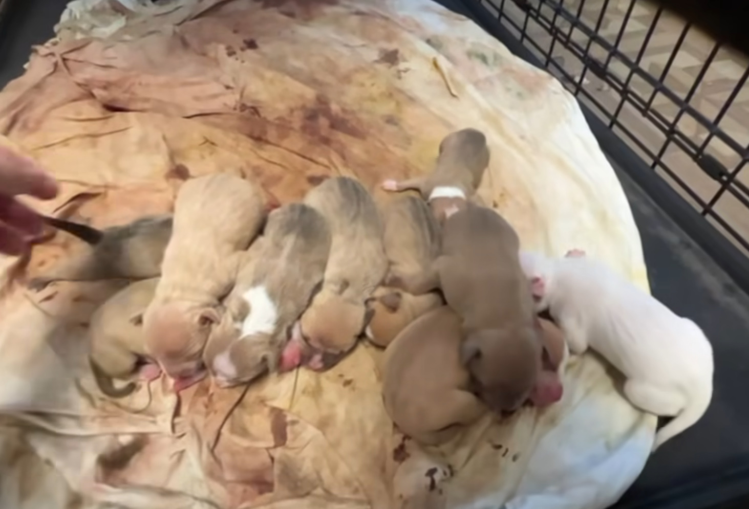 tiny newborn puppies