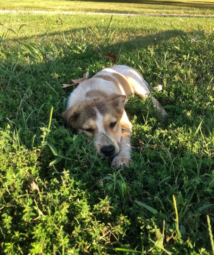 tiny pup laying down