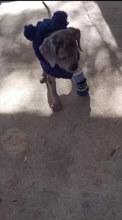 tiny pup with injured leg