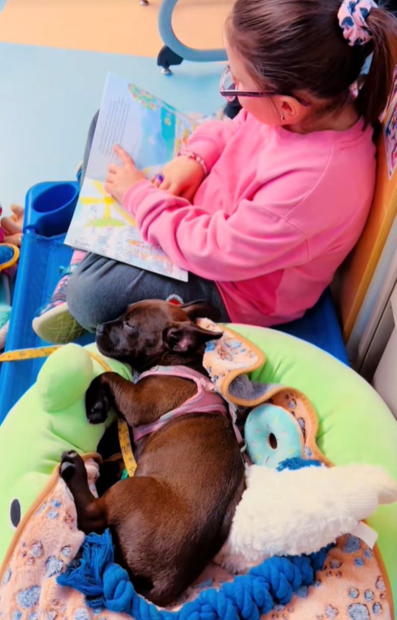 tiny puppies and kid