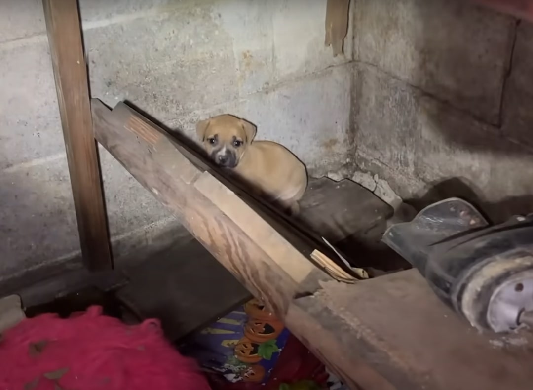 tiny puppy in abandoned house