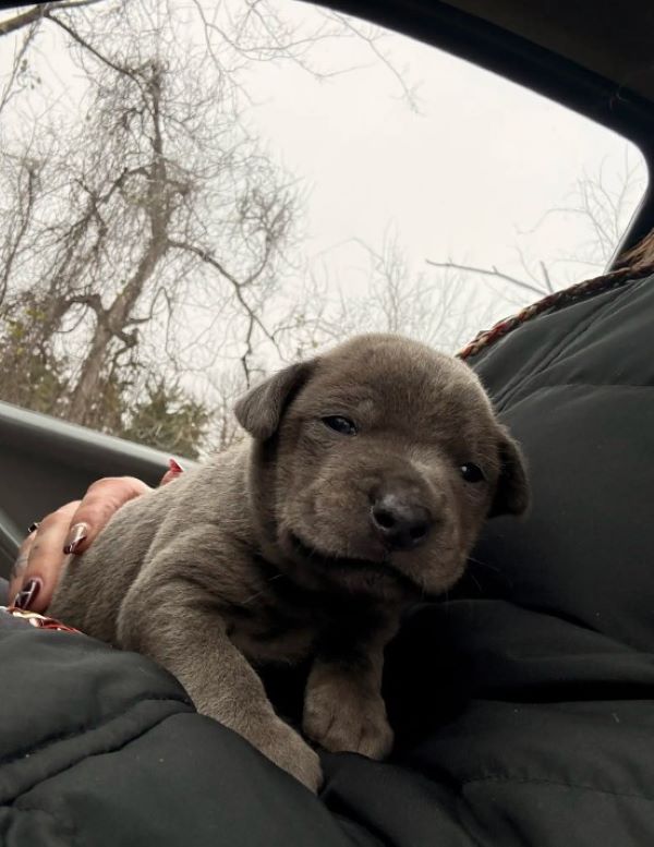 tiny puppy in car