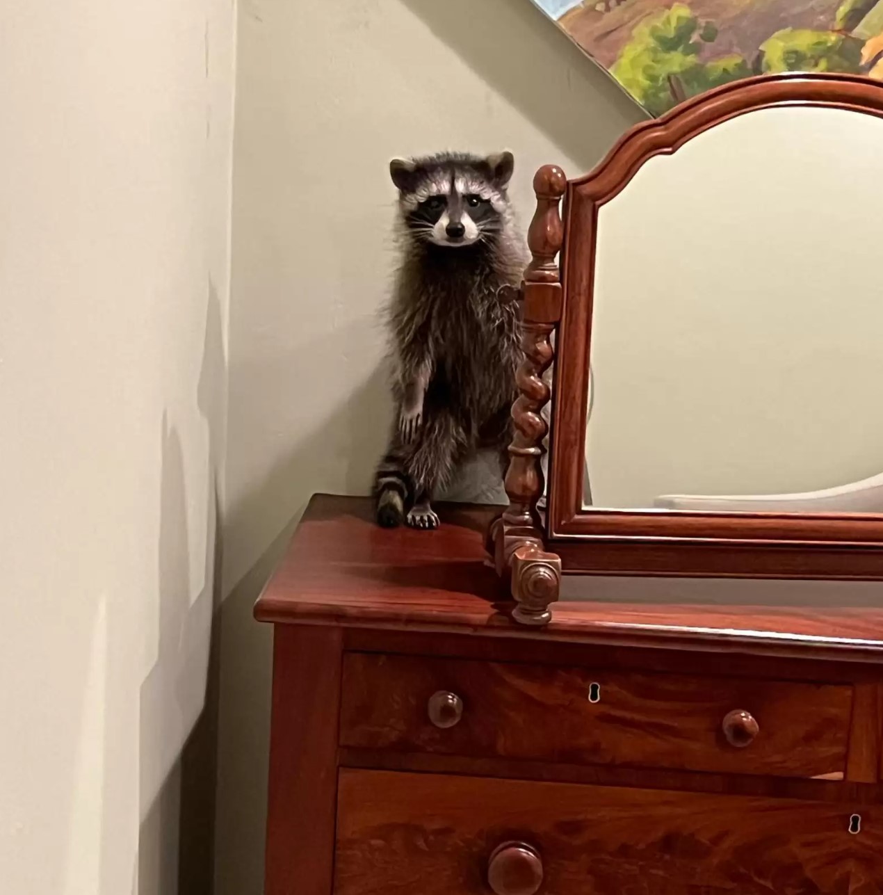 tiny raccoon in house