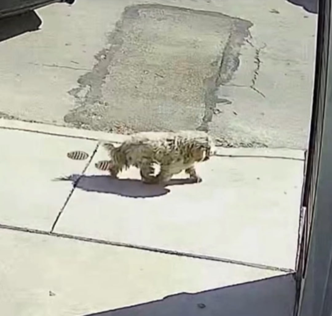 tiny white dog on street