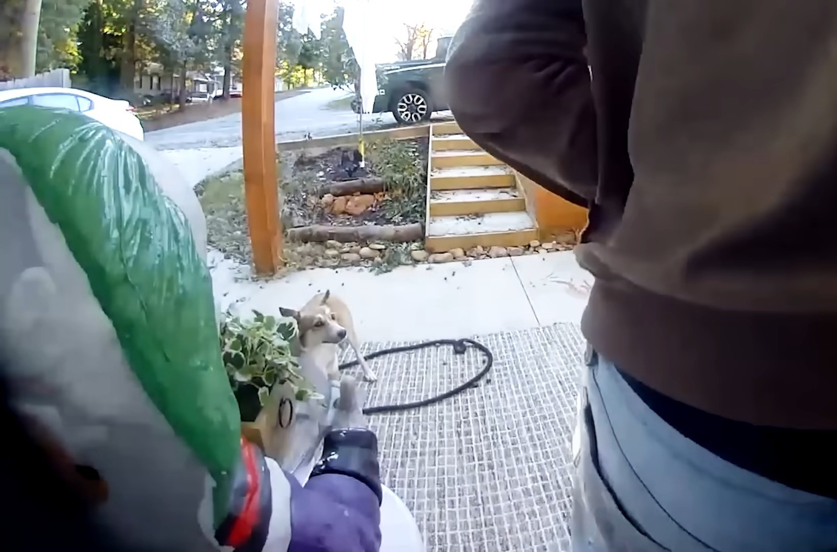 tiny white dog outside of house