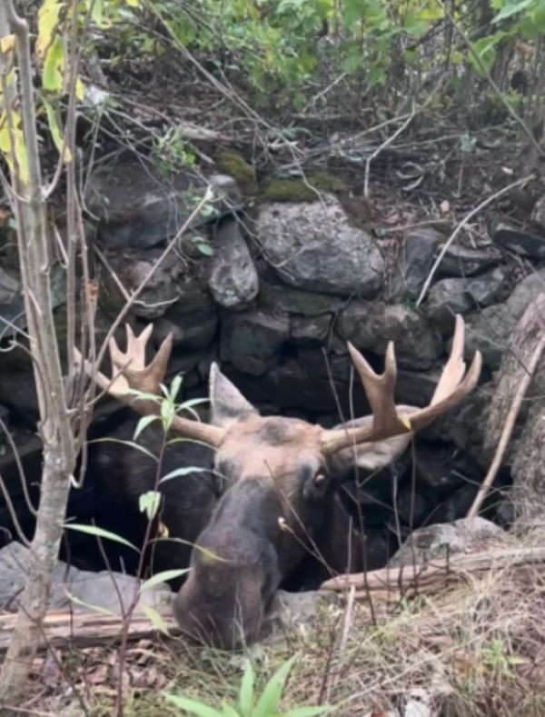 trapped moose