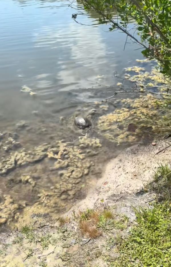 turtle with kittens in the lake
