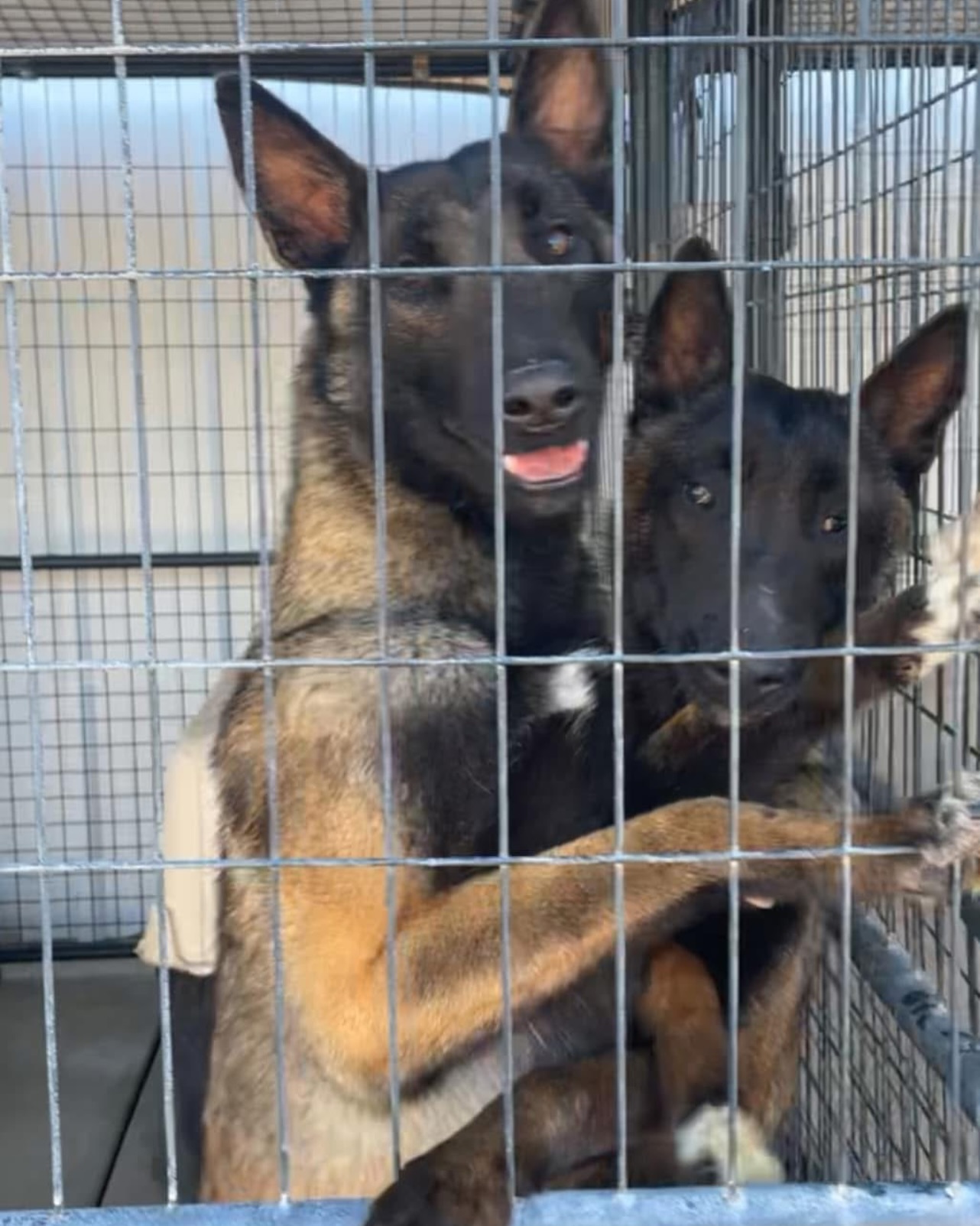 two German shepherds in a cage