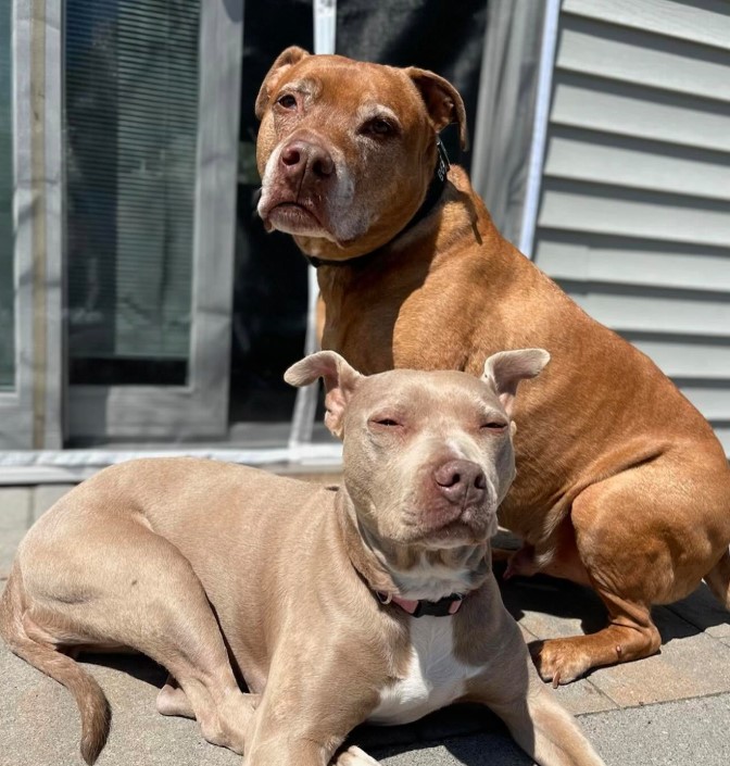 two beautiful pit bulls