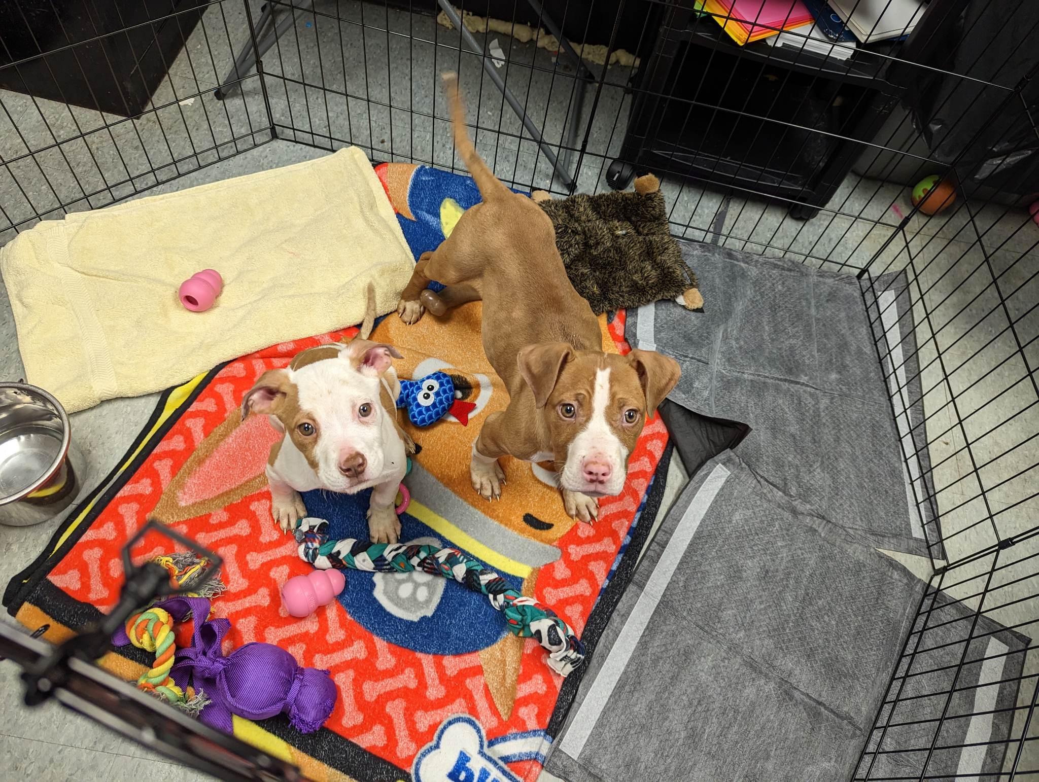 two brown and white puppies in a cage