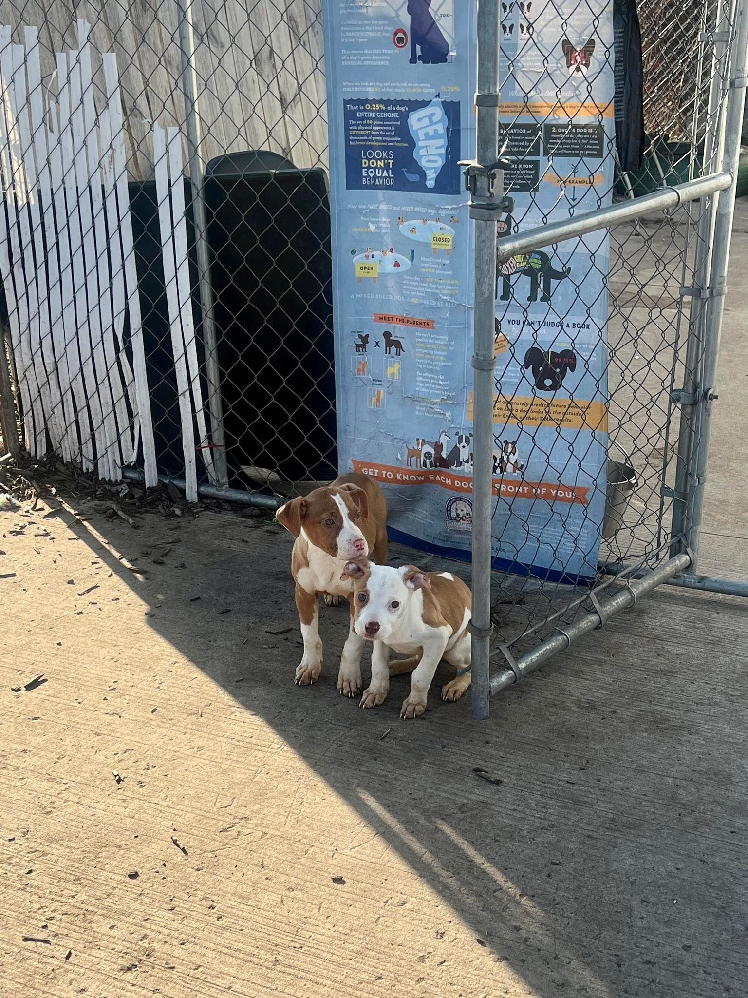 two brown and white puppies standing by the fence