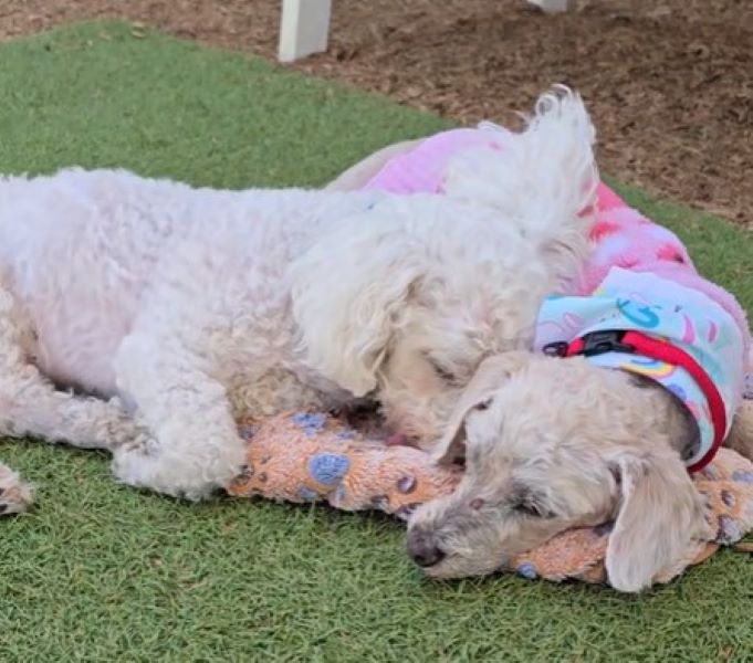 two dogs are lying on a sponge