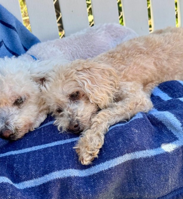 two dogs are lying on a swing
