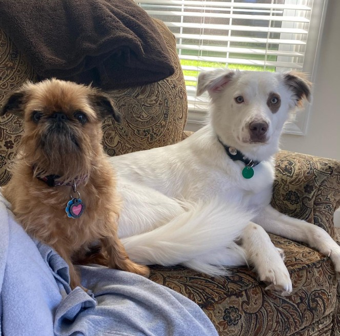 two dogs are sitting on an armchair