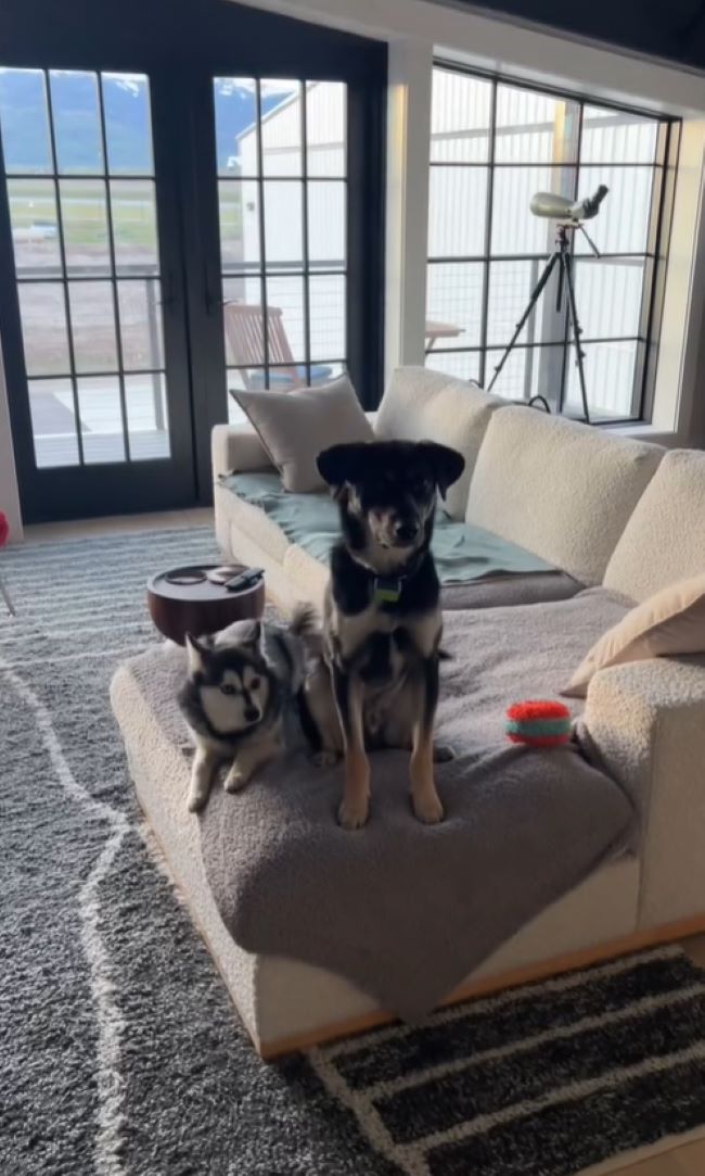 two dogs are sitting on the couch