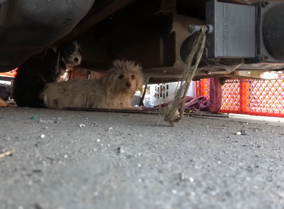 two dogs are sitting under the car