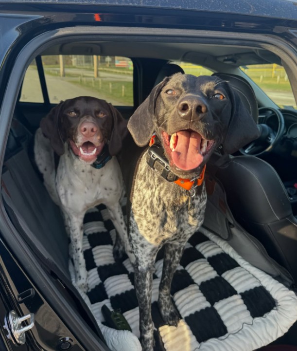 two dogs are standing in the back seat of the car