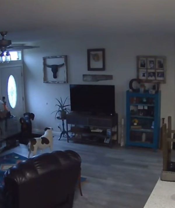 two dogs are walking towards the door