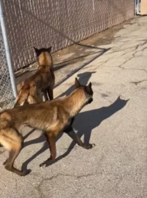 two dogs are walking