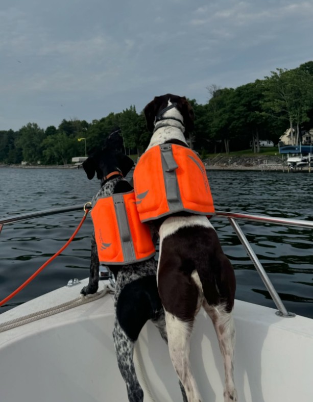 two dogs enjoying themselves on the boat