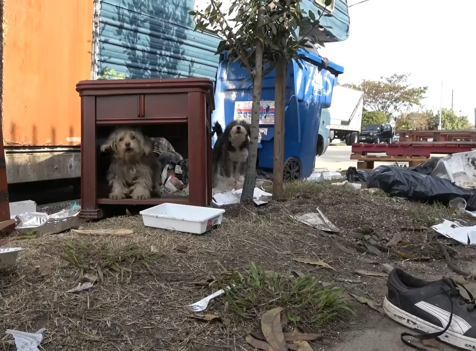 two dogs in a garbage dump