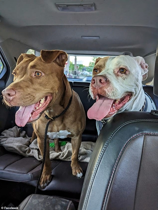 two dogs in car