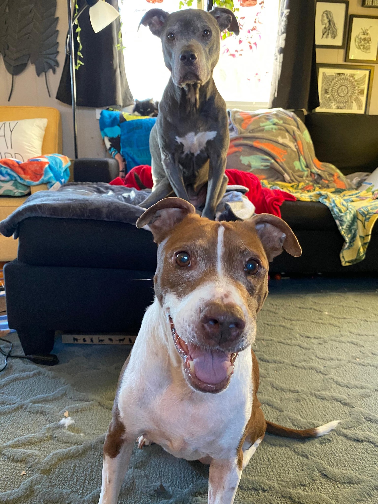 two dogs in the house