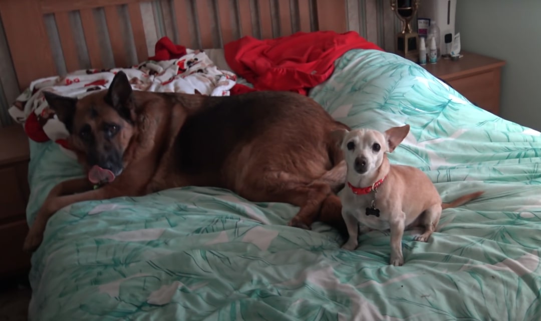 two dogs laying on bed