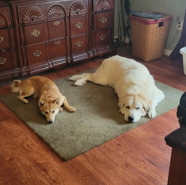two dogs laying on rug