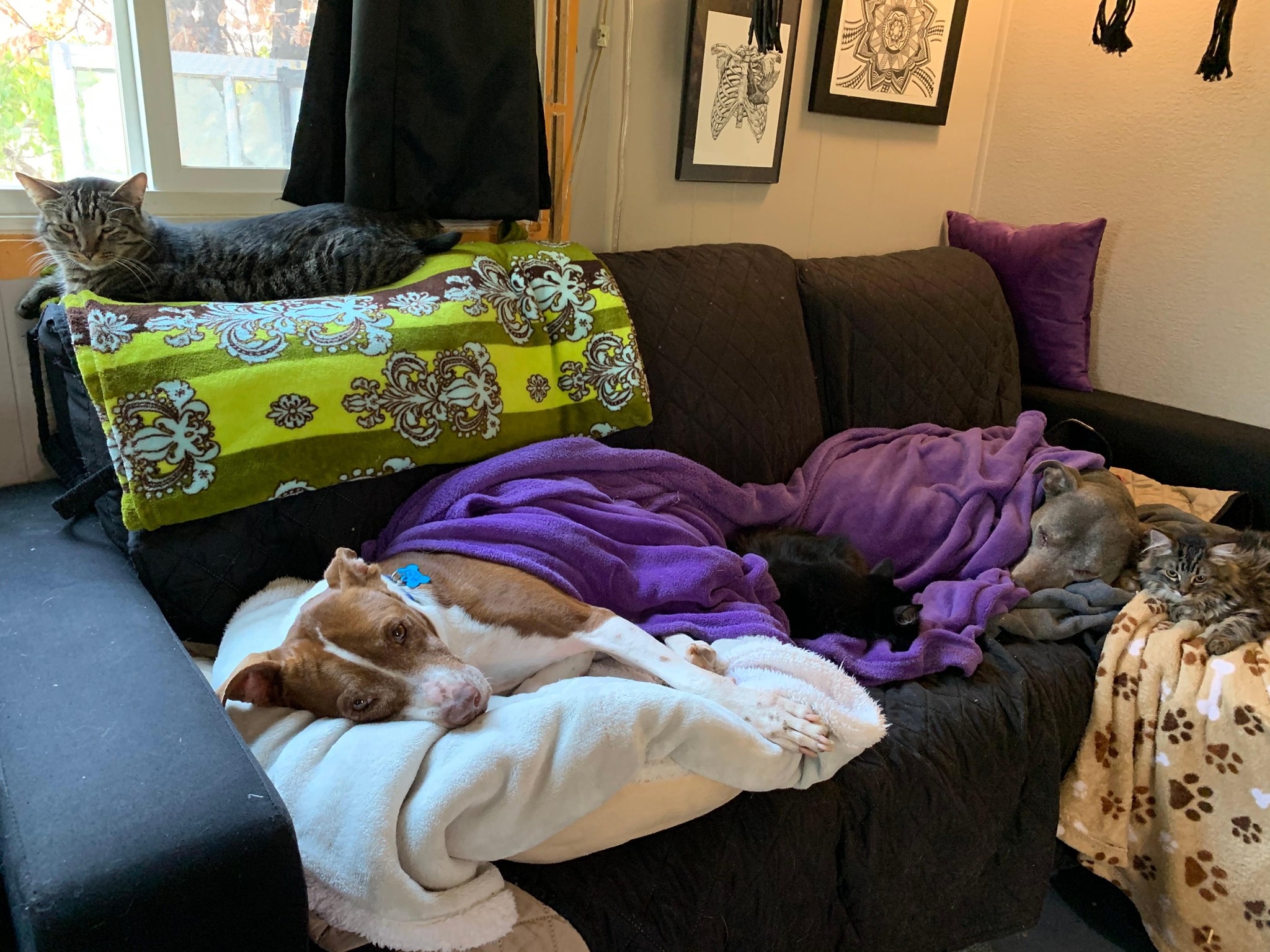 two dogs lying on the couch covered with a blanket
