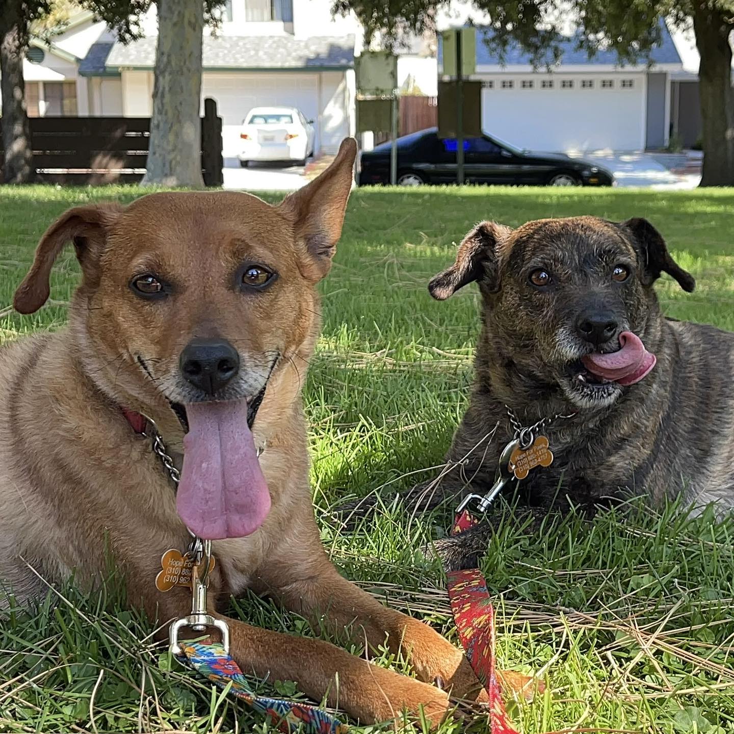 two dogs lying on the grass with their tongues out
